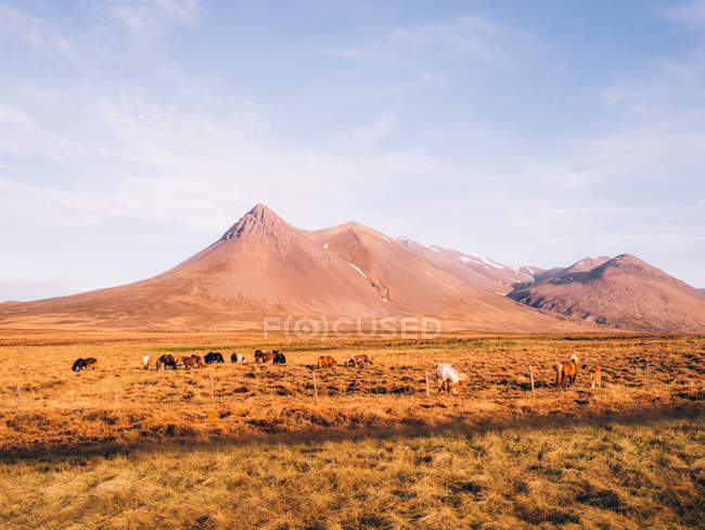 Chevaux broutant dans la prairie — Photo de stock