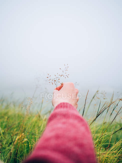Mão feminina segurando planta seca — Fotografia de Stock