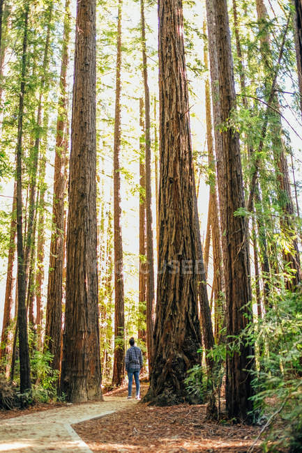 Человек, стоящий возле деревьев Секвойи — стоковое фото