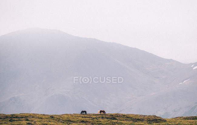 Mountain landscape with grazing horses — Stock Photo