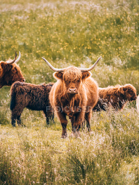 Langhorn-Bullen auf dem Feld — Stockfoto