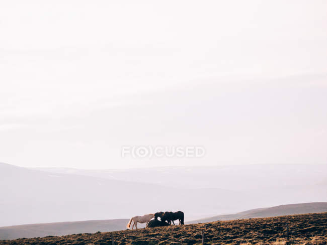 Выпас лошадей над холмами в тумане — стоковое фото
