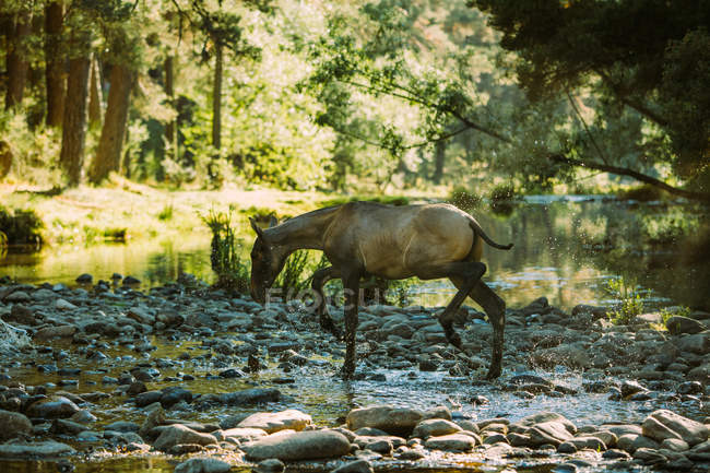 Лошадь через реку — стоковое фото