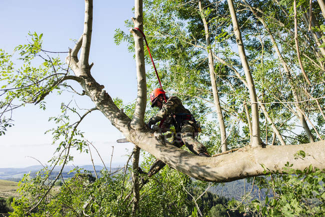 Mann schneidet Bäume im Wald — Stockfoto