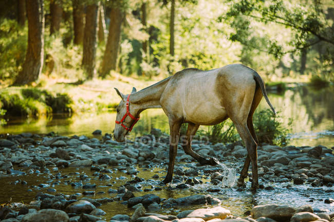 Horse crossing river — Stock Photo