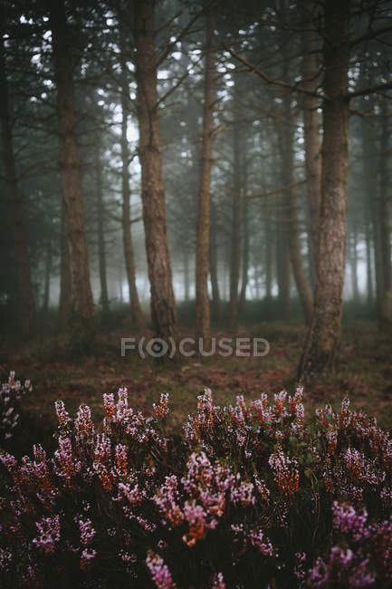 Fleurs poussant dans les bois — Photo de stock