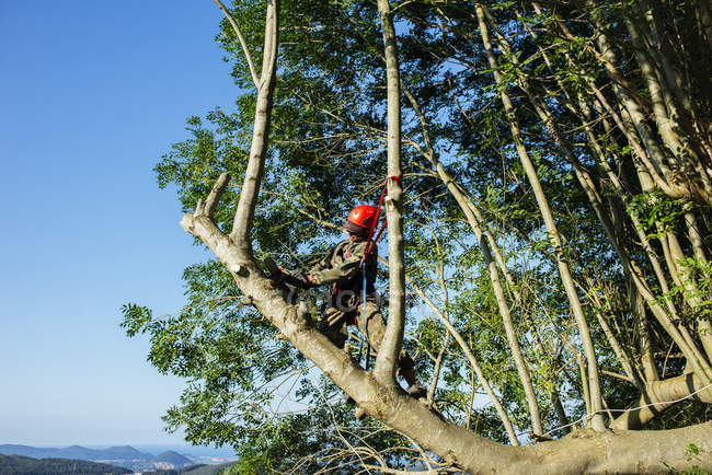 Homme taille des arbres dans les bois — Photo de stock