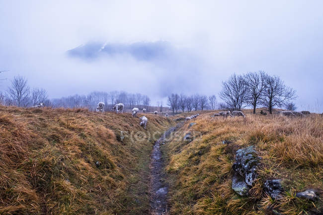 Paesaggio della valle con pecore da pascolo — Foto stock