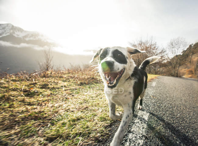 Dog running in country road — Stock Photo