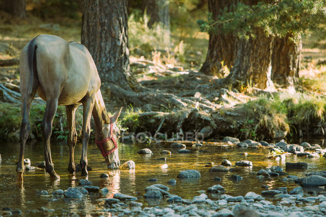 Rio de cruzamento de cavalos — Fotografia de Stock