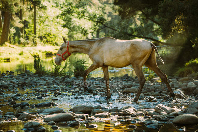 Horse crossing river — Stock Photo