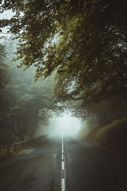 Neblige Straße im Wald — Stockfoto