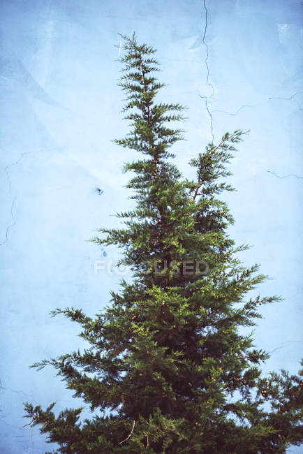 Pine tree in front of shabby blue wall — Stock Photo