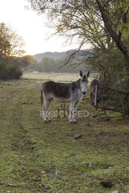 Vista lateral do burro no campo rural ao amanhecer — Fotografia de Stock