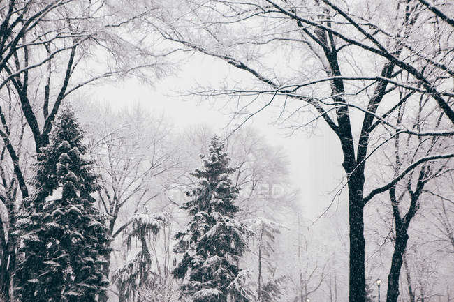 Alberi di abete coperti di neve — Foto stock
