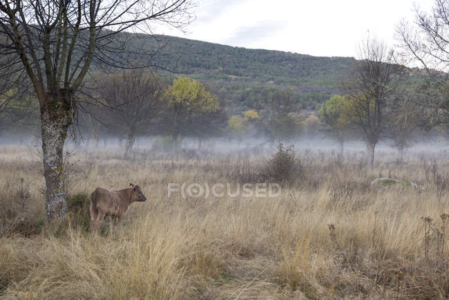 Mucca vicino albero senza foglie in prato nebbioso — Foto stock