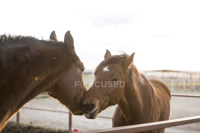 Bonitos cavalos jovens tocando uns aos outros com a cabeça no pasto rural . — Fotografia de Stock