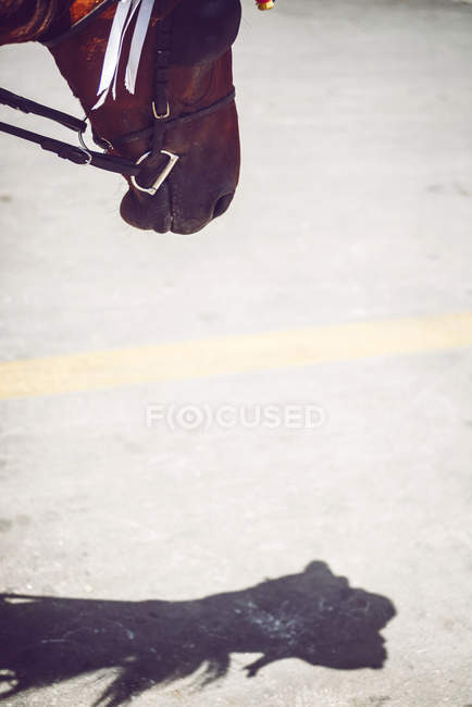 Cabeza de caballo de cultivo y sombra sobre asfalto - foto de stock