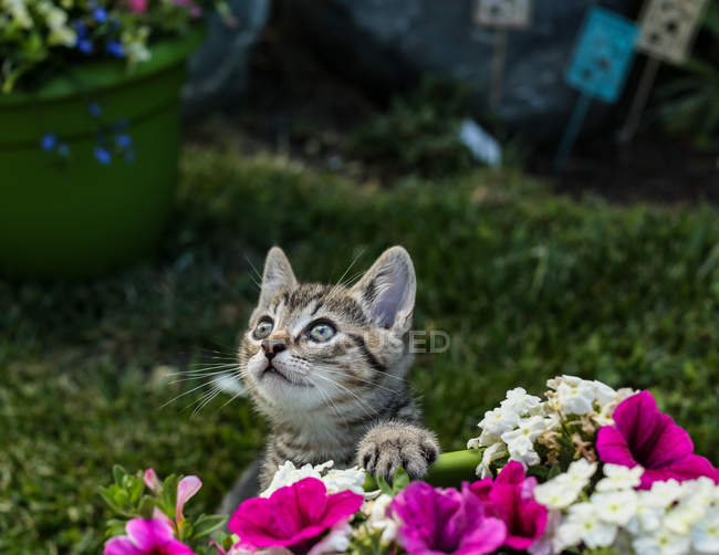 Кошеня грає в саду — стокове фото