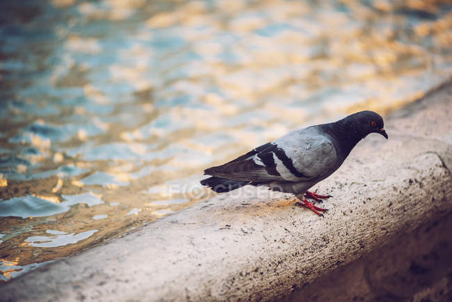 Pigeon sur parapet fontaine sur la scène de rue de Rome — Photo de stock