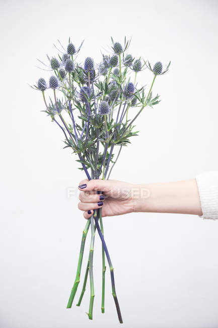 Mão feminina segurando monte de flores silvestres frescas no fundo branco — Fotografia de Stock