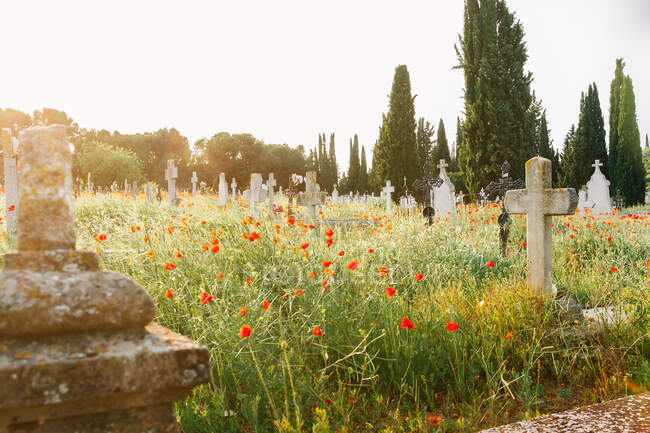Cemetery with crosses on background — Stock Photo