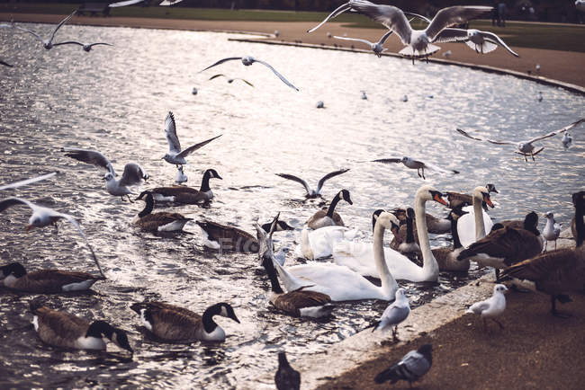 Stormo di uccelli sul lago — Foto stock
