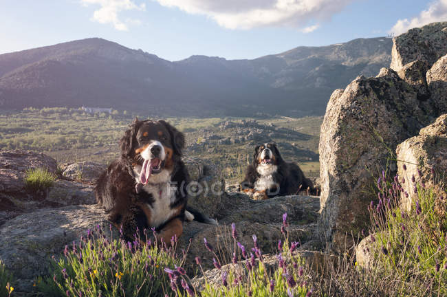 Pareja de perros relajados tumbados al sol en el valle de la montaña - foto de stock