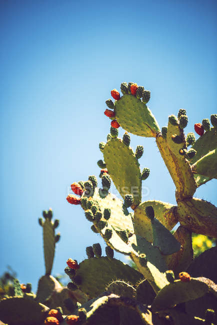 Grüne Kaktusfeigen über klarem Himmel — Stockfoto