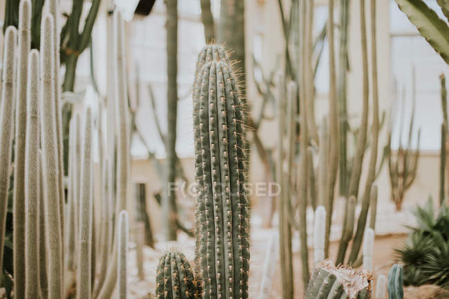 Fotograma completo de cactus espinosos verdes - foto de stock