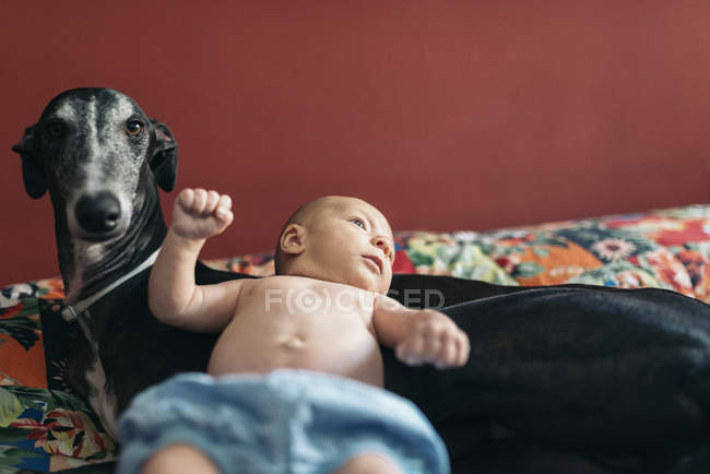 Neugeborenes Baby liegt zu Hause auf Hund — Stockfoto