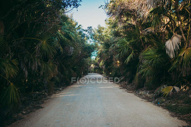 Route entre les palmiers — Photo de stock