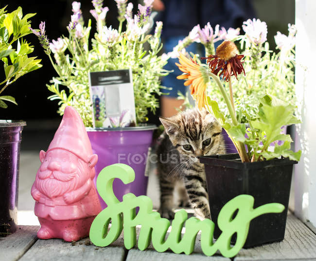 Kitten playing in garden — Stock Photo
