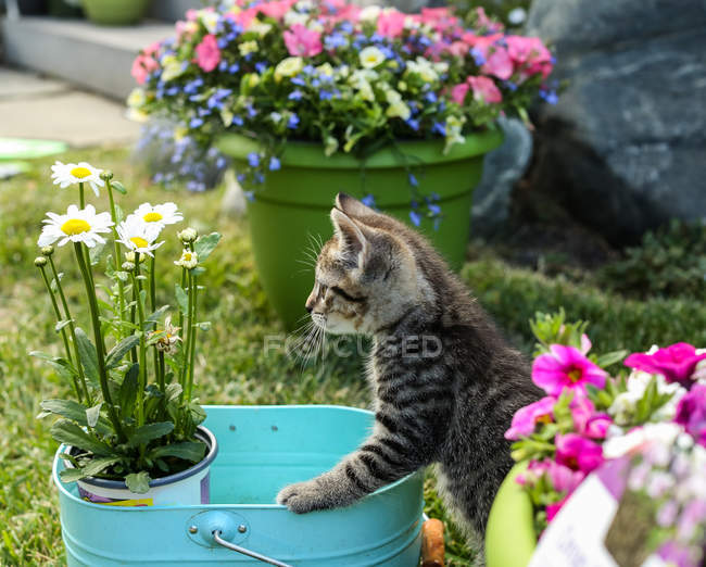 Gatinho olhando para flores — Fotografia de Stock