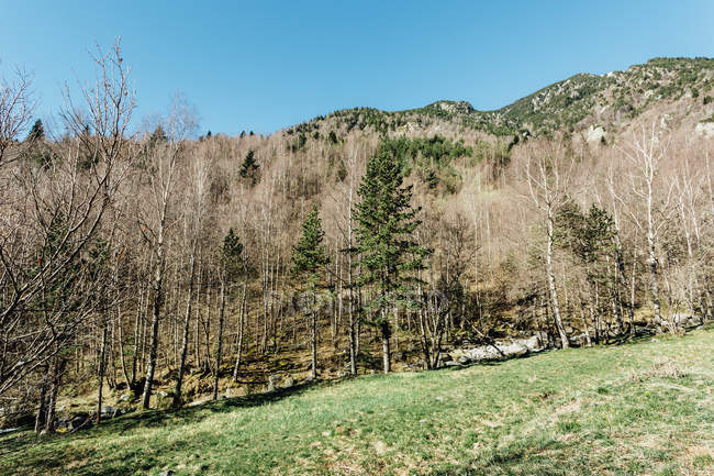Woods on mountains slope — Stock Photo