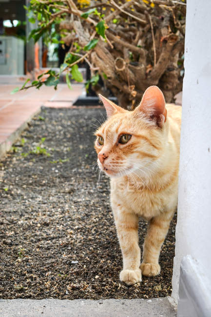 Бдительная имбирная кошка ходит по улице и смотрит в сторону — стоковое фото
