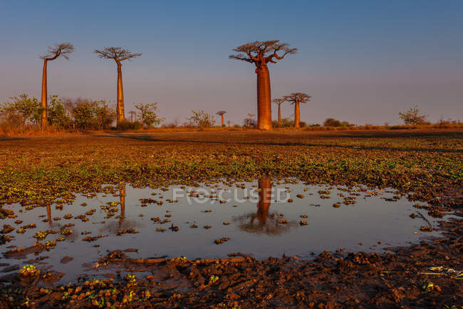 Prado pantanoso com baobás — Fotografia de Stock