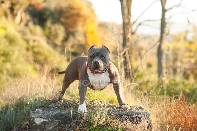 Wachsame amerikanische Bulldogge steht auf Felsen im Freien — Stockfoto