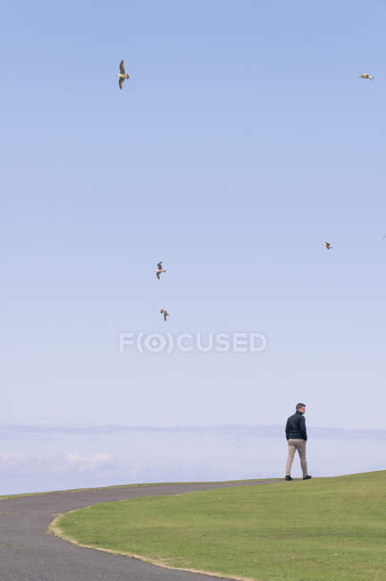 Homem caminha no parque através das gaivotas — Fotografia de Stock