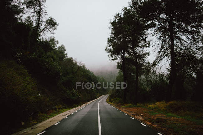 Estrada vazia que conduz na floresta nebulosa — Fotografia de Stock
