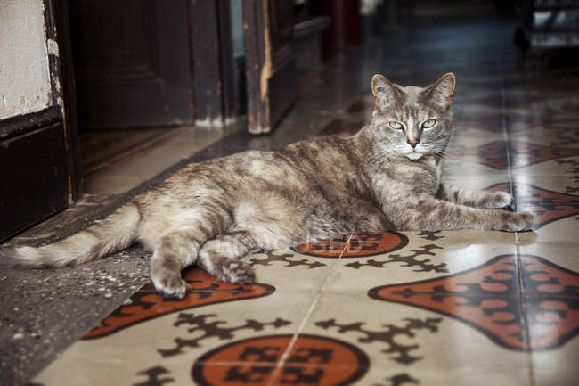 Gato cinza deitado no chão estampado e olhando para a câmera — Fotografia de Stock