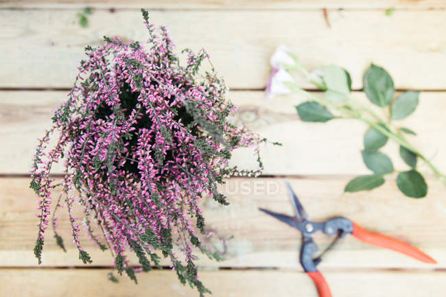 Bouquet of purple flowers on wooden surface with leaves and garden scissors — Stock Photo