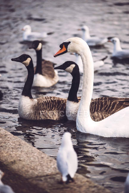 Птахи на озері в парку — стокове фото