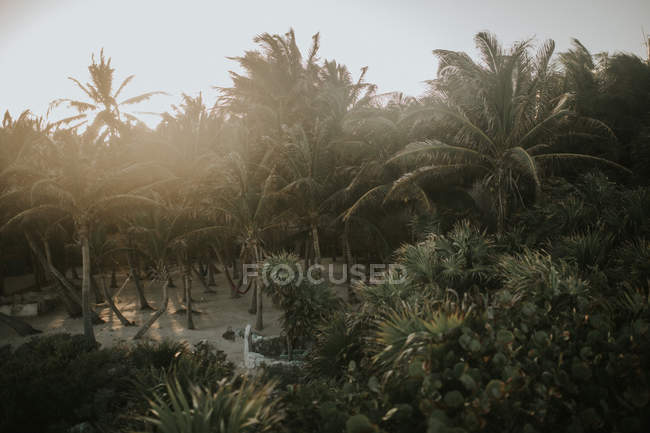 Paisaje de palmeras verdes altas que crecen en la playa de arena
. - foto de stock