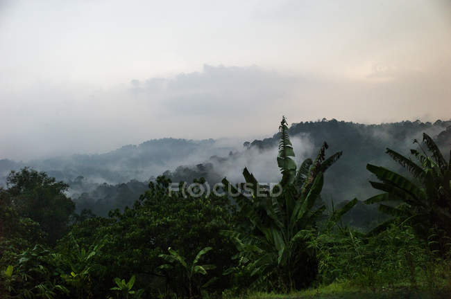 Paisagem de floresta tropical nebulosa no início da manhã — Fotografia de Stock