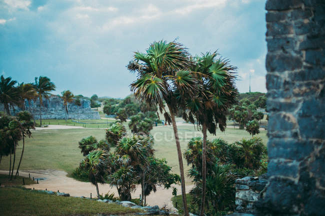 Palme verdi sul territorio di rovine storiche al tramonto — Foto stock