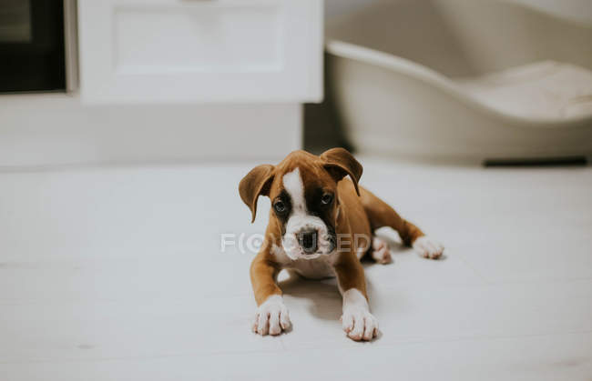 Portrait of cute brown plying on floor and looking at camera — Stock Photo