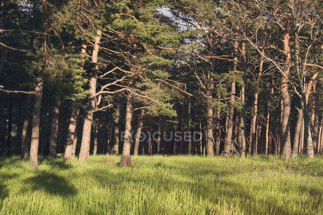 Prato verde con alberi nella foresta sotto la luce del sole — Foto stock