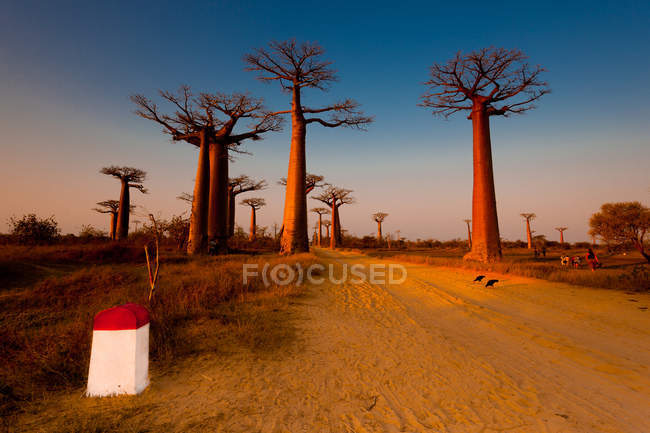 Baobab árboles al atardecer - foto de stock