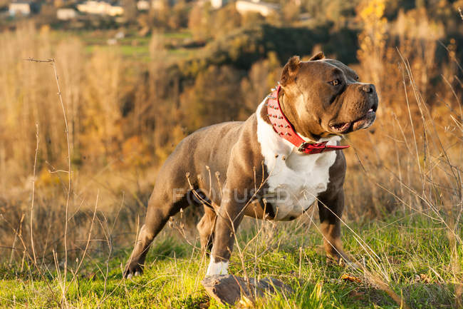 Wachsame amerikanische Bulldogge steht auf Gras im Freien — Stockfoto
